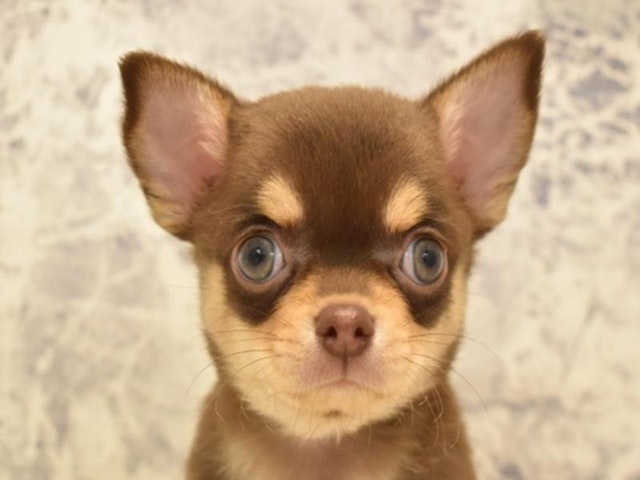 静岡県のチワワ(ロング) (ペッツワン伊東店/2024年3月9日生まれ/男の子/チョコレートタン)の子犬